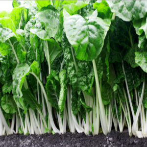 Swiss Chard Fordhook Giant